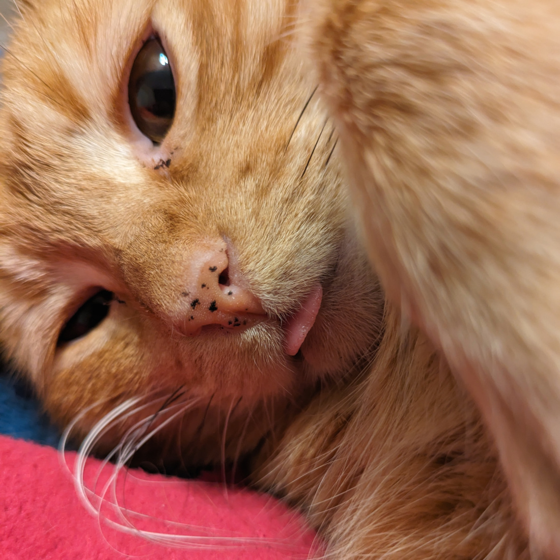 A photo of the website creator's silly tabby cat sticking out her tongue