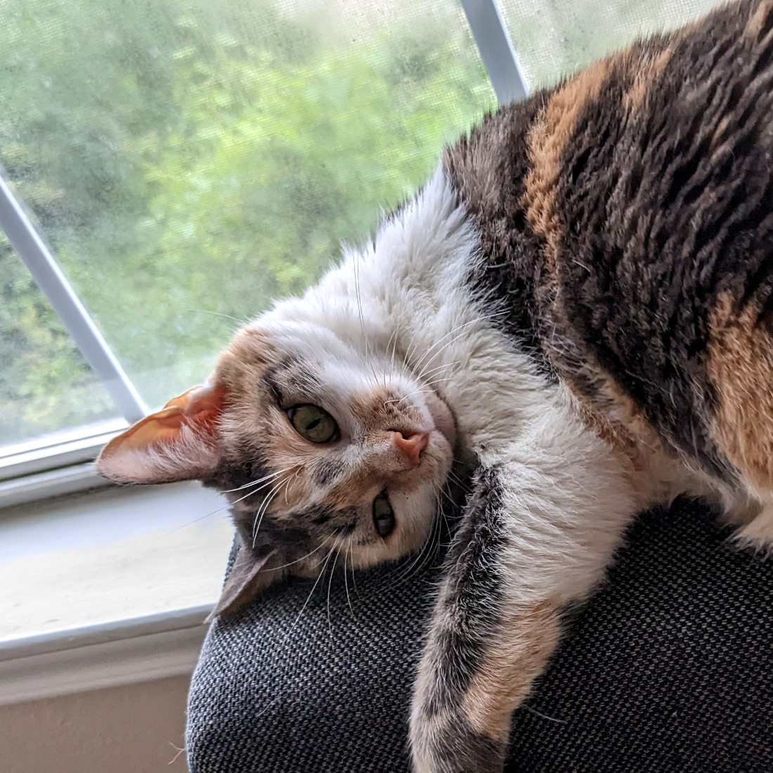 A photo of the website creator's silly calico cat clinging to the couch